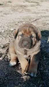Mastin cachorro con los ojos claros.